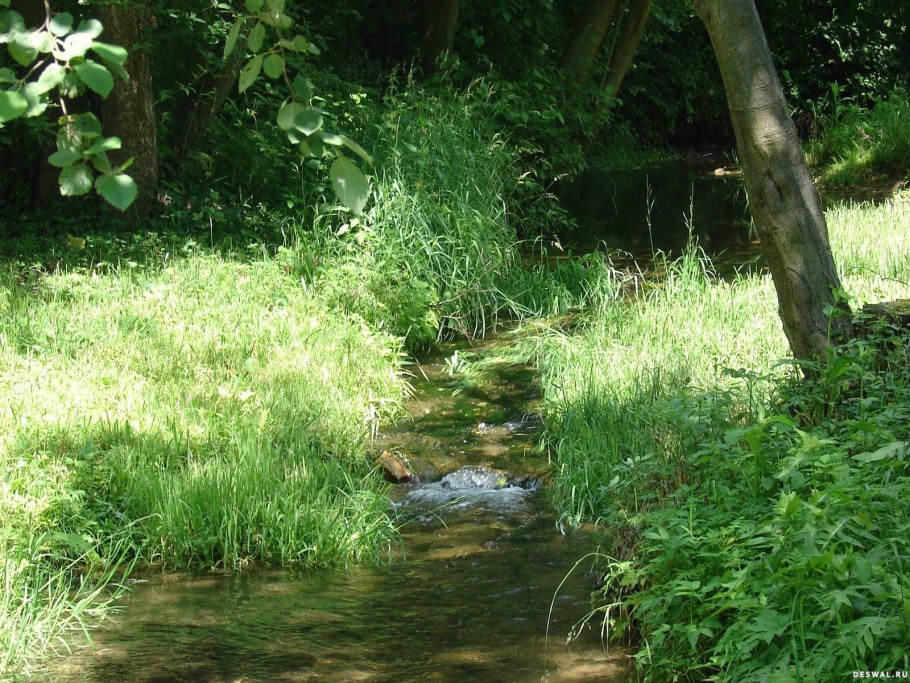 Маленький ручей в лесу