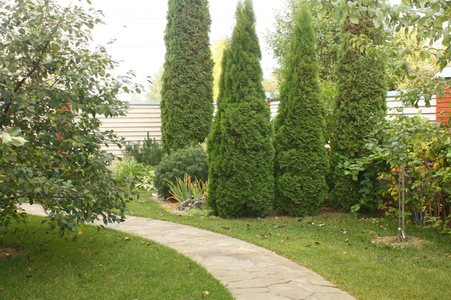 Туя Смарагд аллея