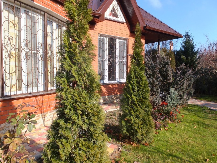 Туя Брабант в дачном ландшафте