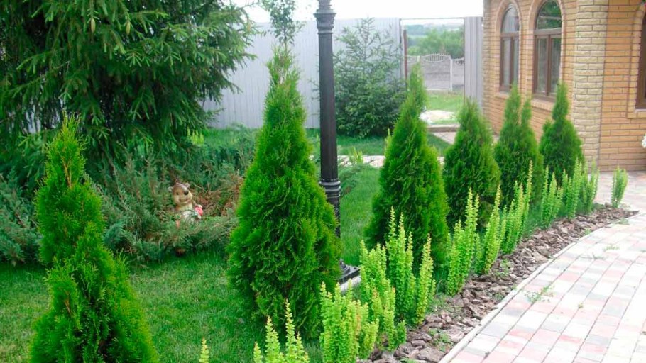 Туя Смарагд можжевельник
