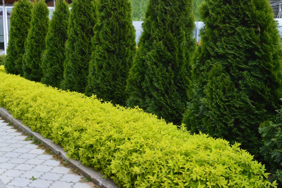 Туя Смарагд Тоскана