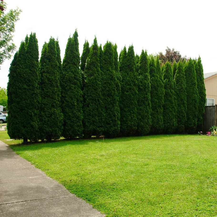 Туя Западная Пирамидалис компакта