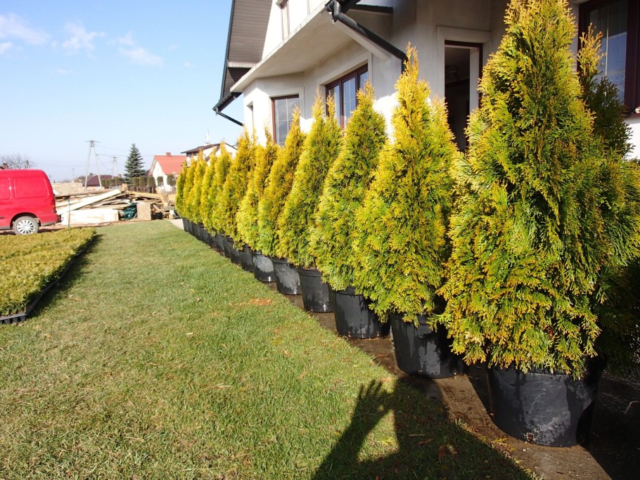 Туя Смарагд