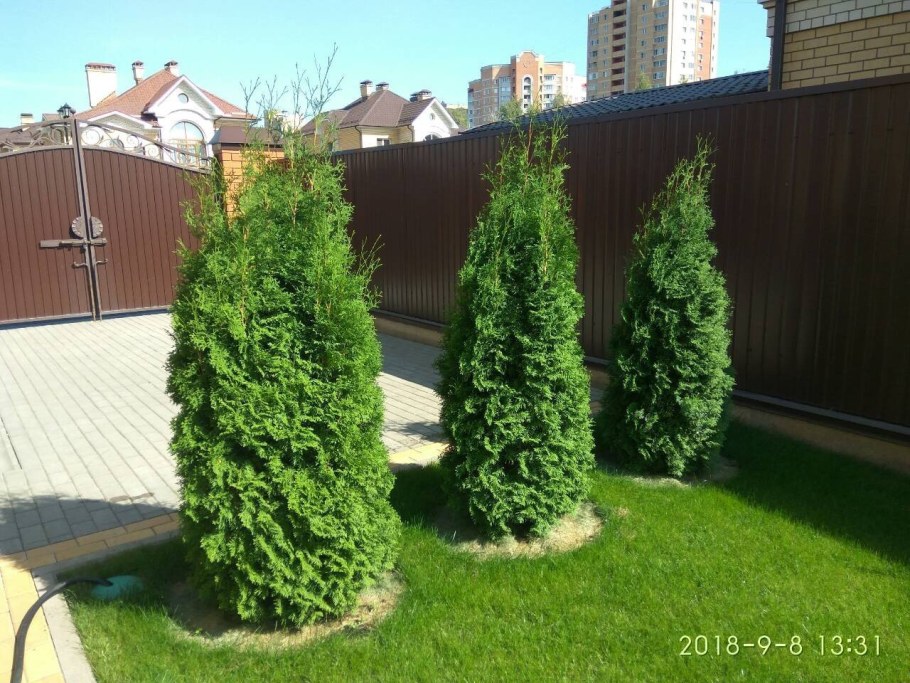 Туя Западная Колумна