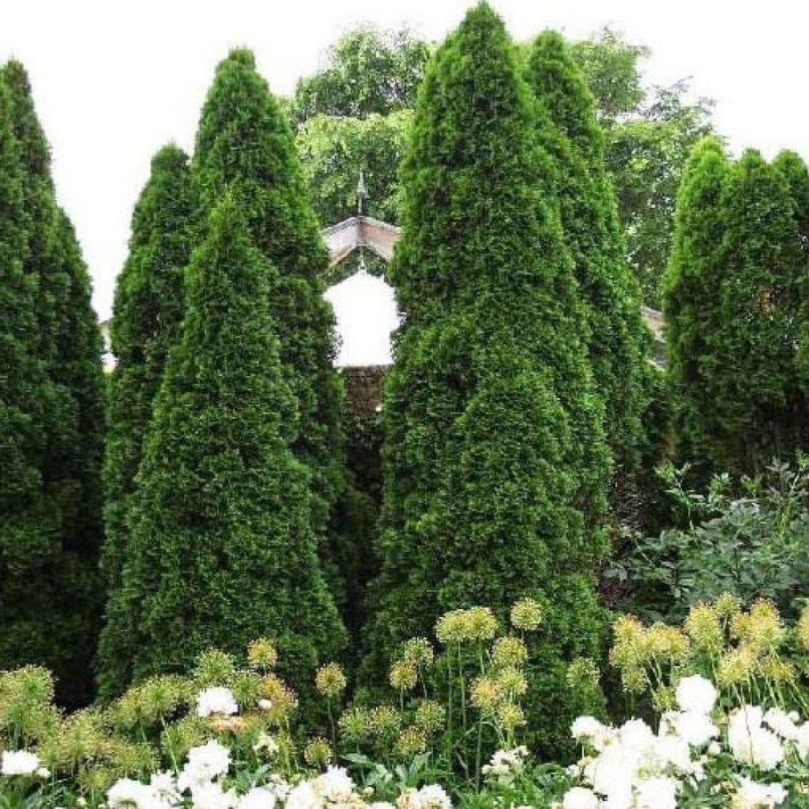 Туя Западная Смарагд