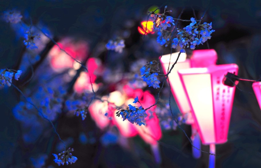 Ночь Весна цветы