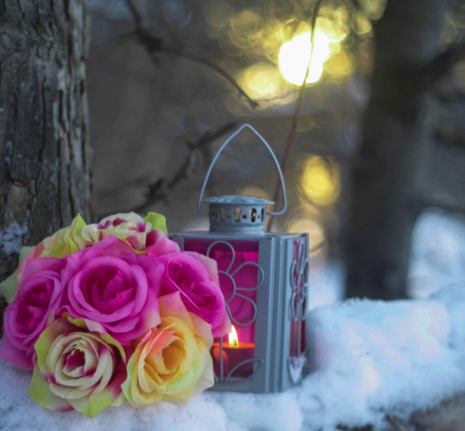 Красивые зимние цветы в ночи