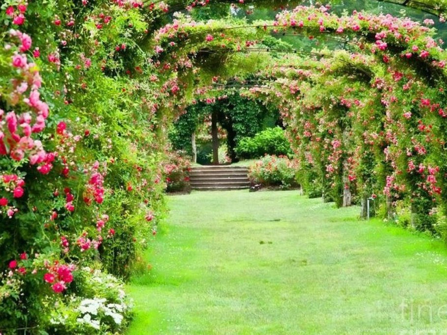 Плетистые розы Берсо