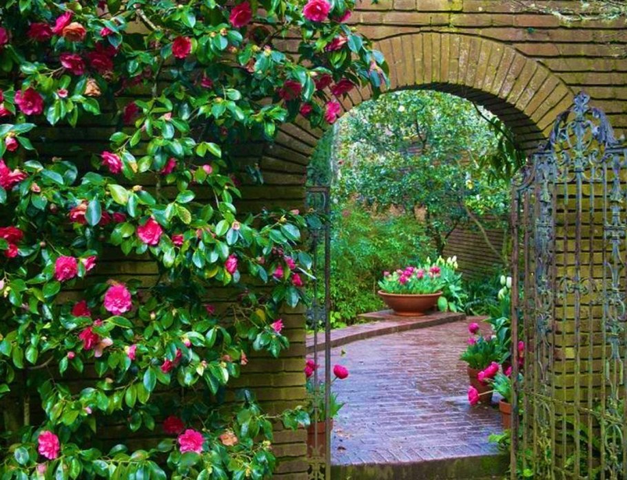 Розы плетистые Розен Гарден