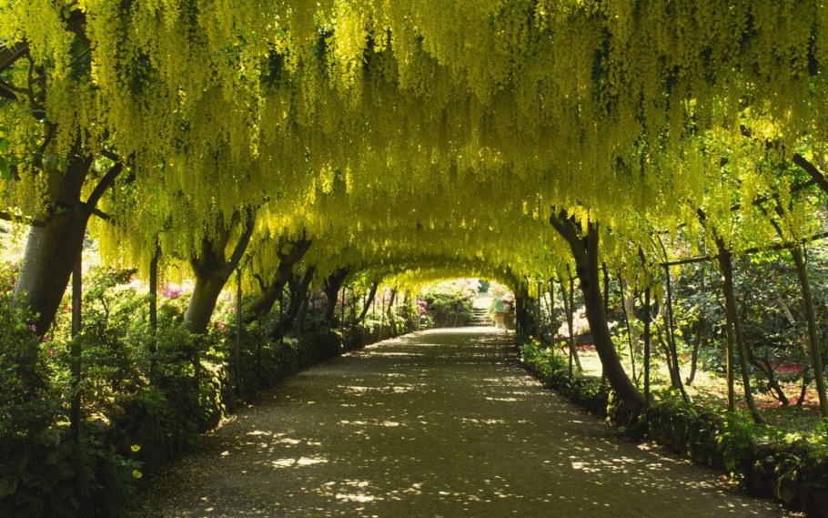 Красивые аллеи из деревьев