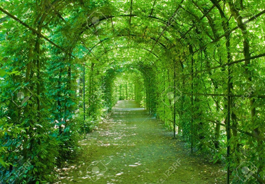 Зеленая арка из виноградной