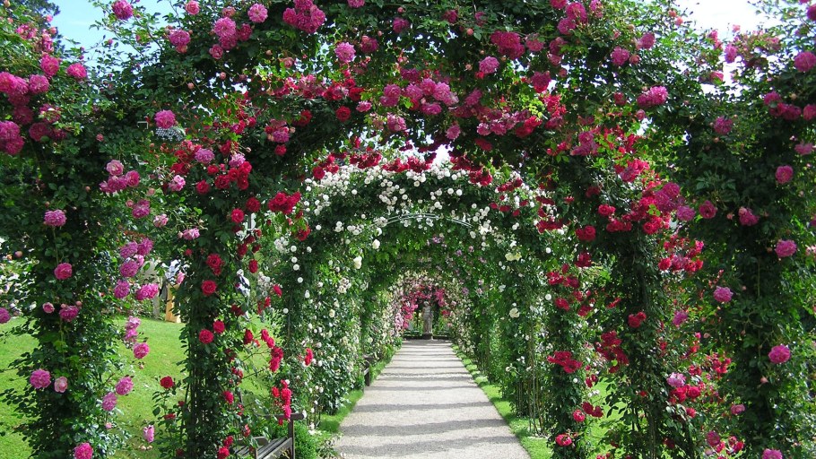 Арка с плетистыми розами черная