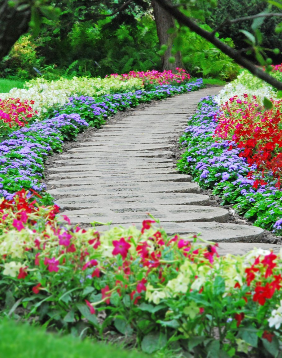 Герань рабатка