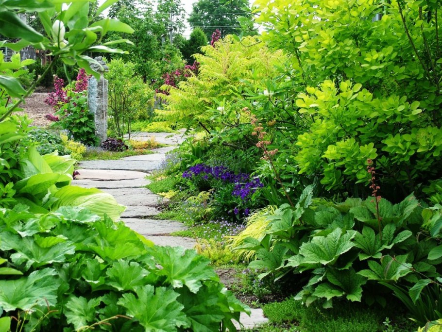 Роджерсия в миксбордере