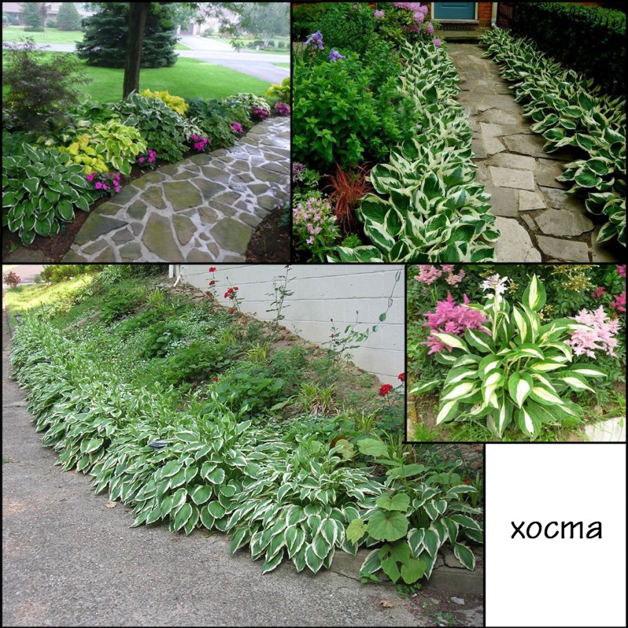 Хоста цветник хосты вдоль дорожки