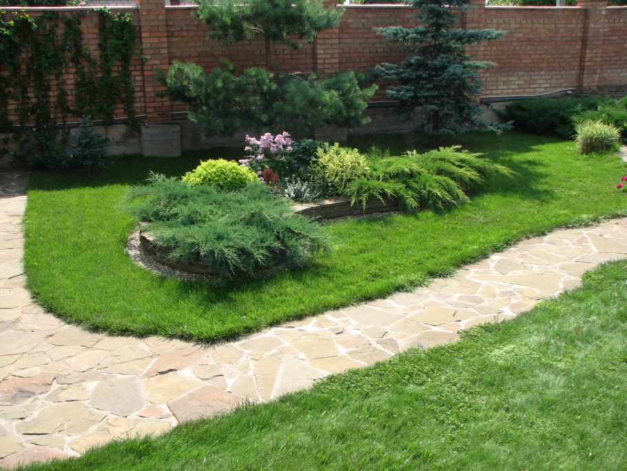 Хвойники на газоне