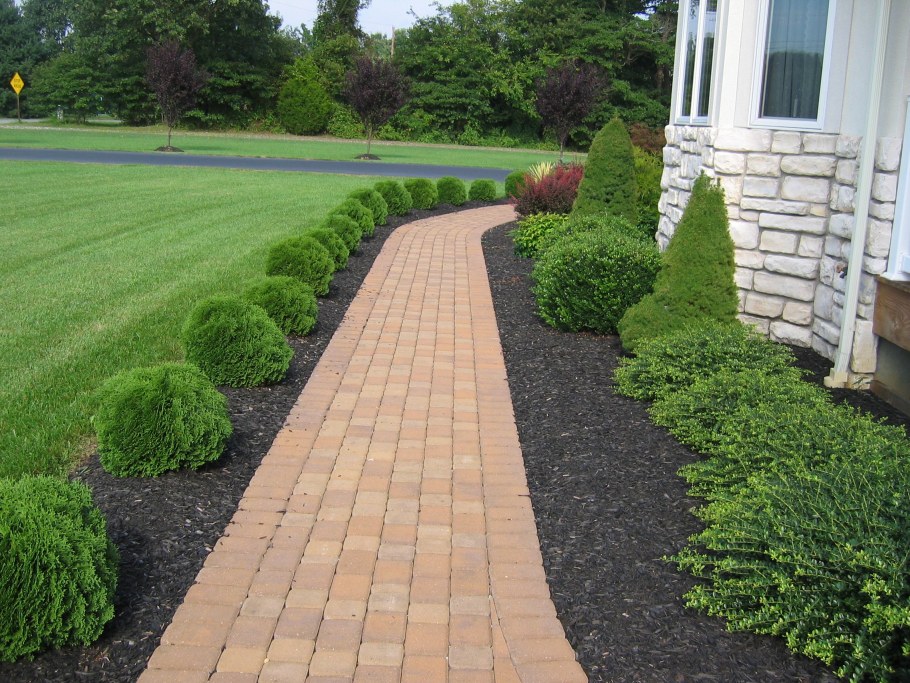 Туя Тини тим вдоль дорожки