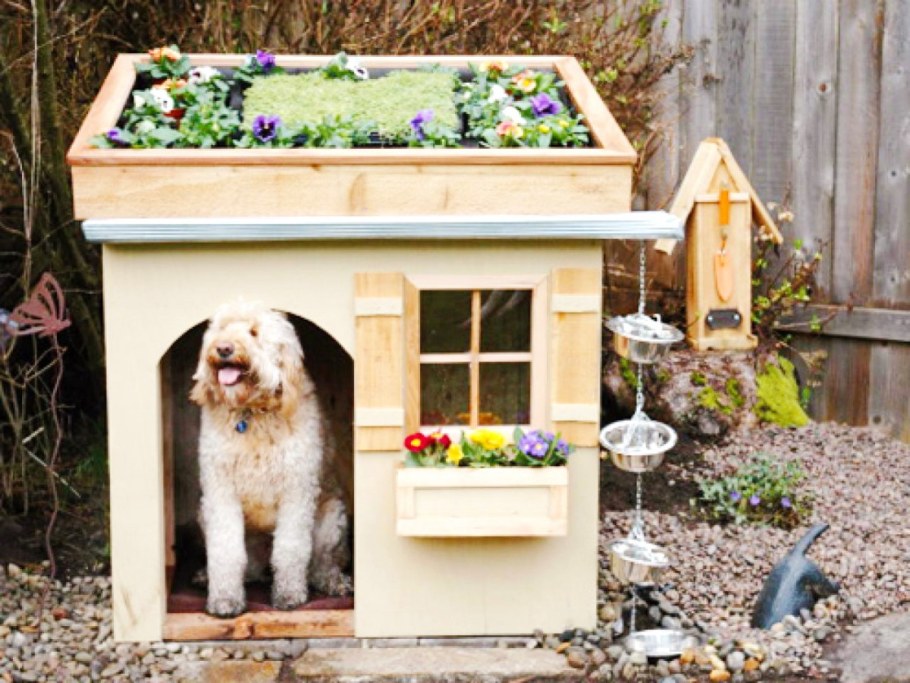 Необычная конура для собаки