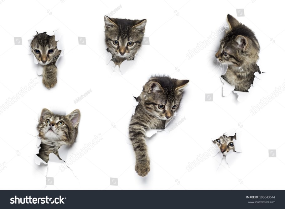 Котята выглядывают из дырки