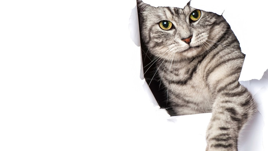 Котик на белом фоне