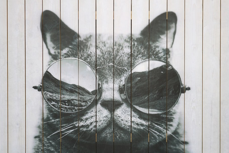 Постер кот в очках