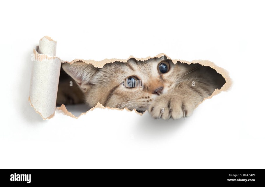 Кошка выглядывает в дыру бумаги