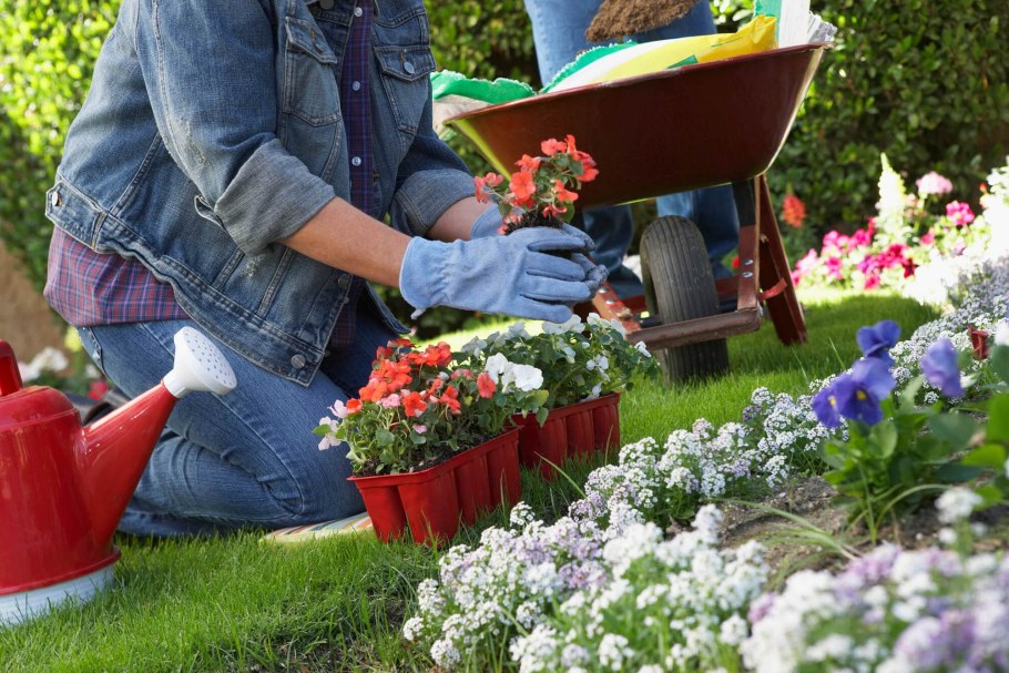 Цветы на даче