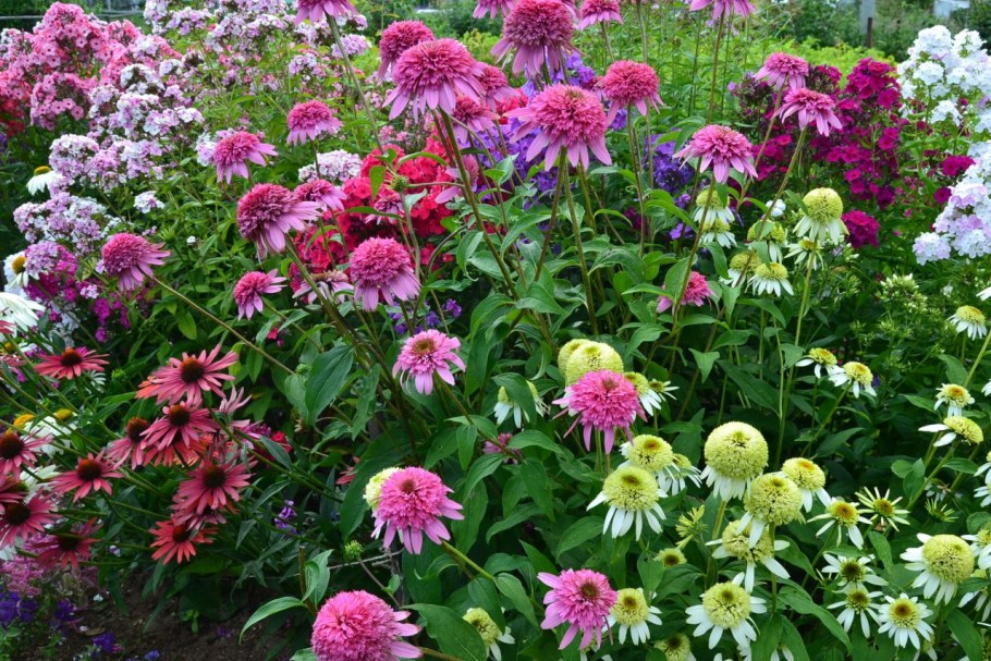 Монарда и эхинацея