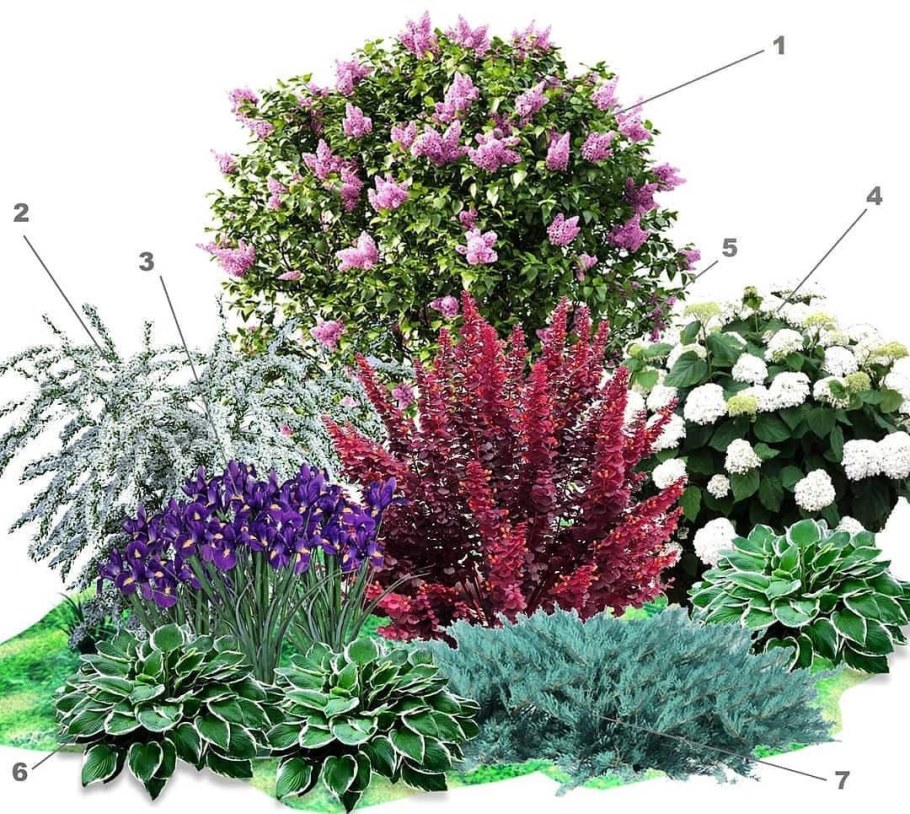 Хвойно Вересковый миксбордер