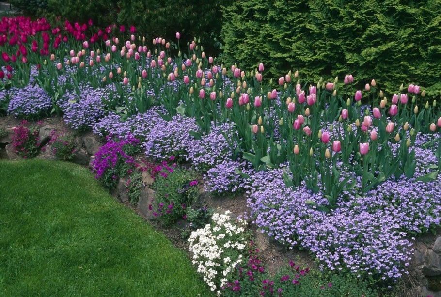 Лаванда рабатка миксбордер