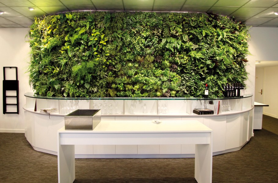 Ресепшн фитостена растение