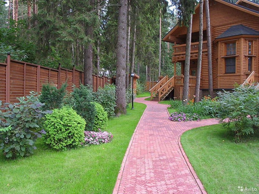 Сосны на участке