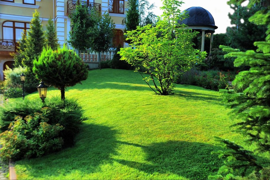 Газон и деревья на участке