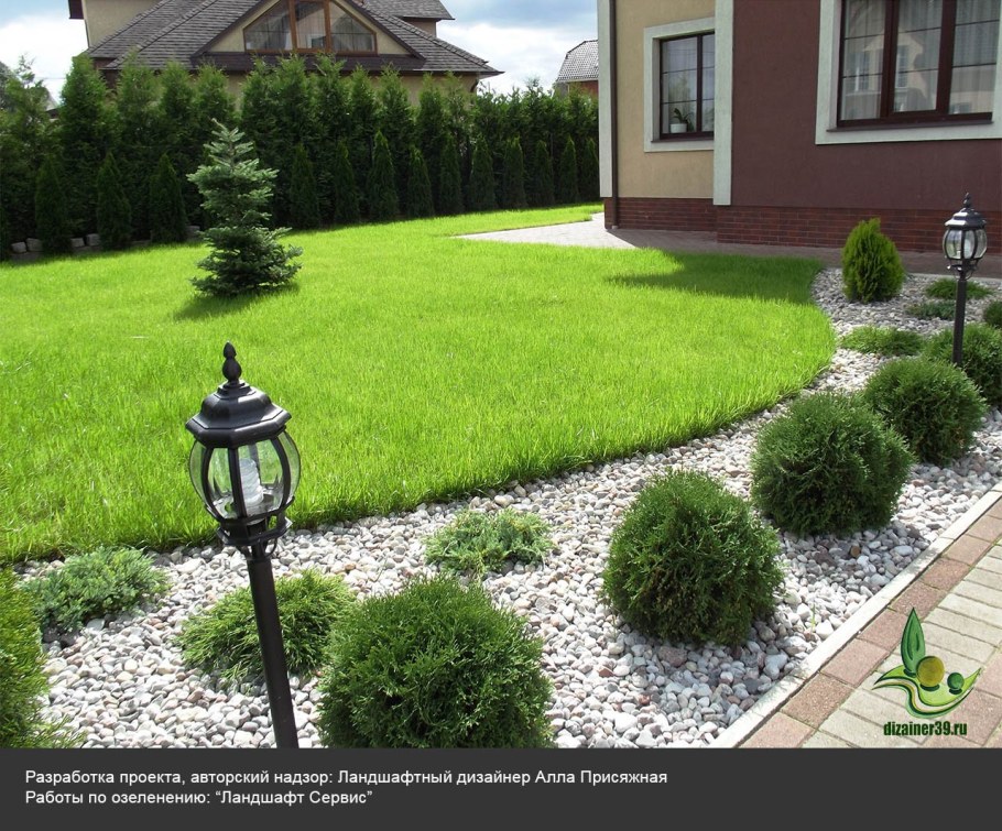 Туя Даника около дорожки