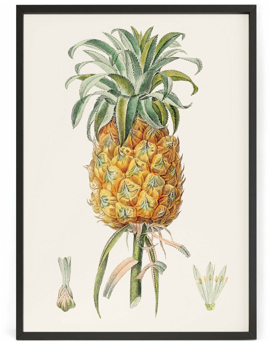 Ананас акварель Постер