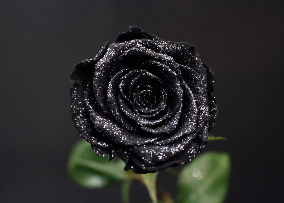 Роза Энкре Нуар видео