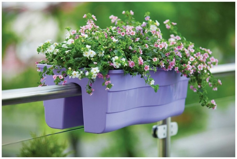 Бакопа на балконе