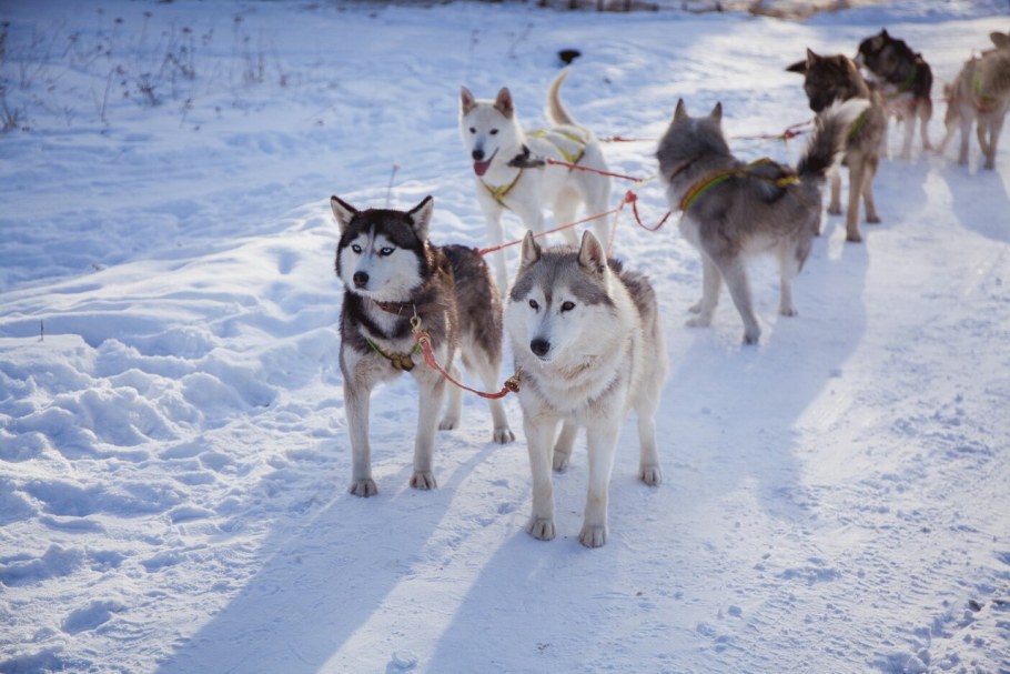 Хаски центр Екатеринбург Эльбрус