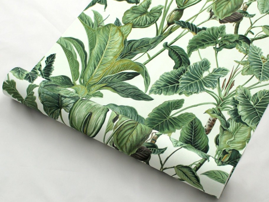 Монстера Леруа Мерлен