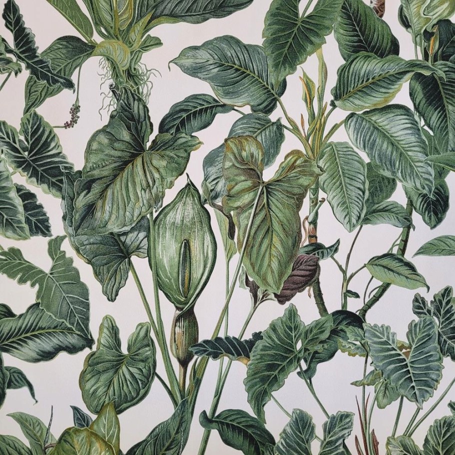 Эрисманн тропики