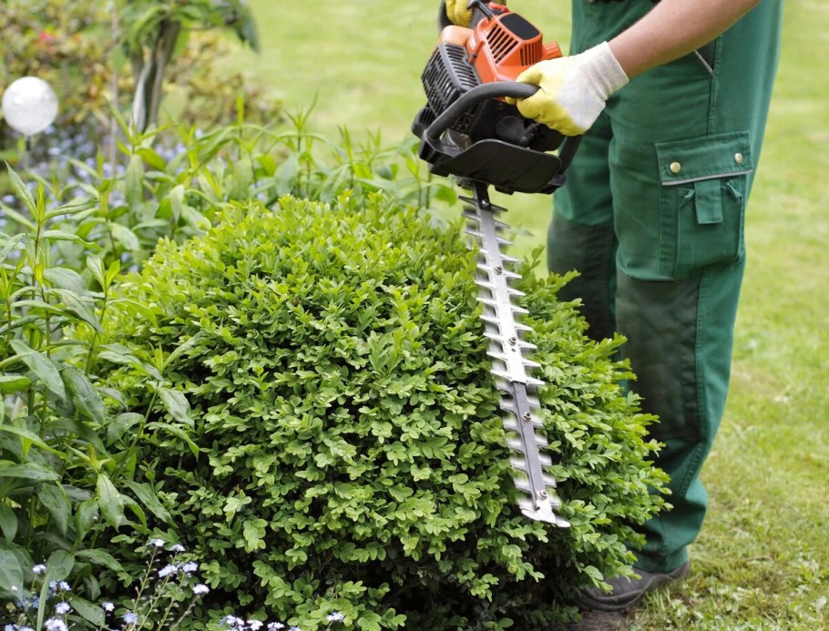 Озеленение Астрахани