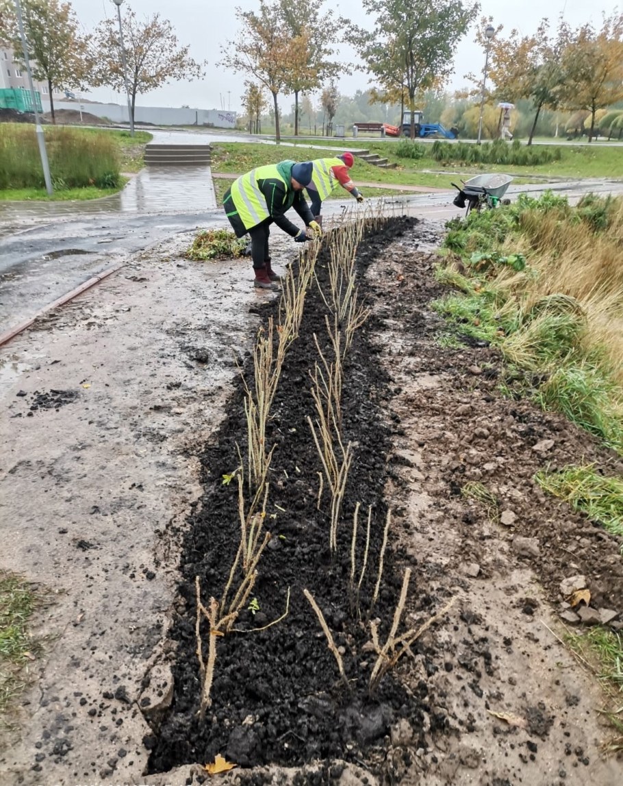 Озеленение территории