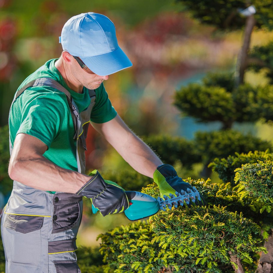 Озеленение угла на участке