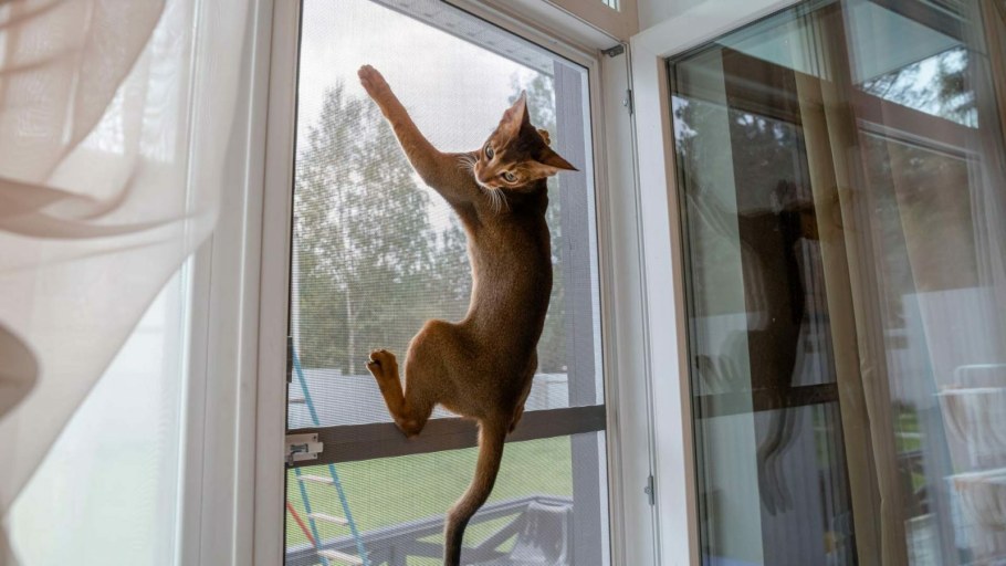 Москитка антикошка