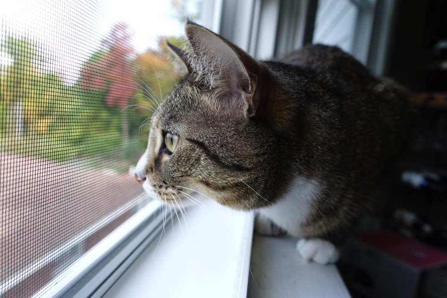 Петскрин антикошка