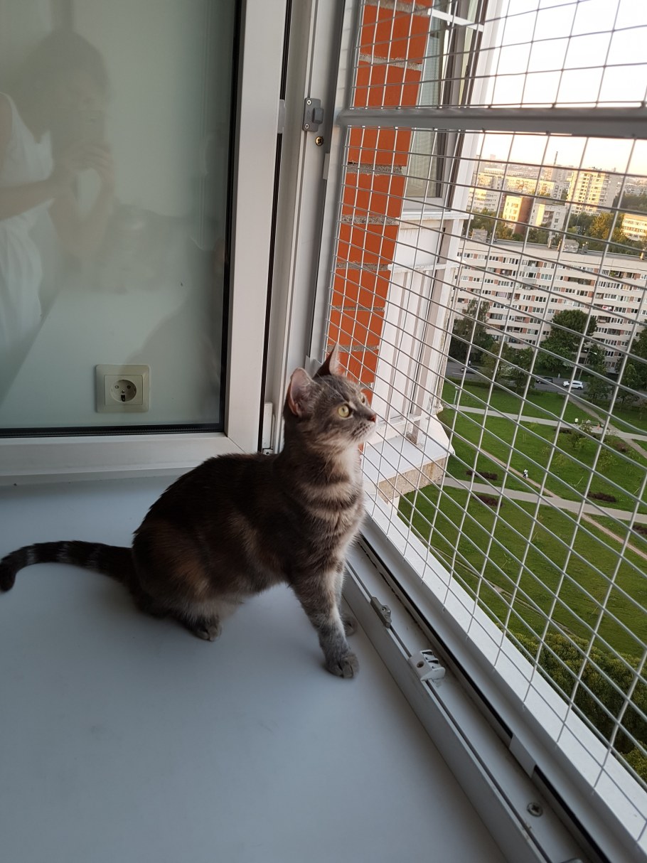 МС антикошка