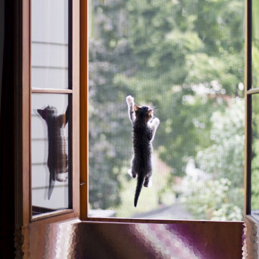 Москитная кошка антикошка