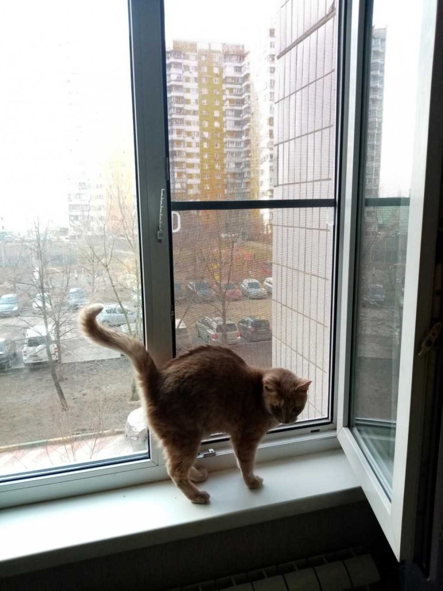 Москитные сетки антикошка