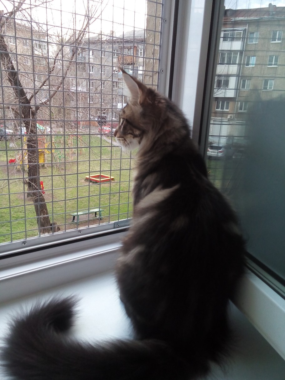 Петскрин антикошка