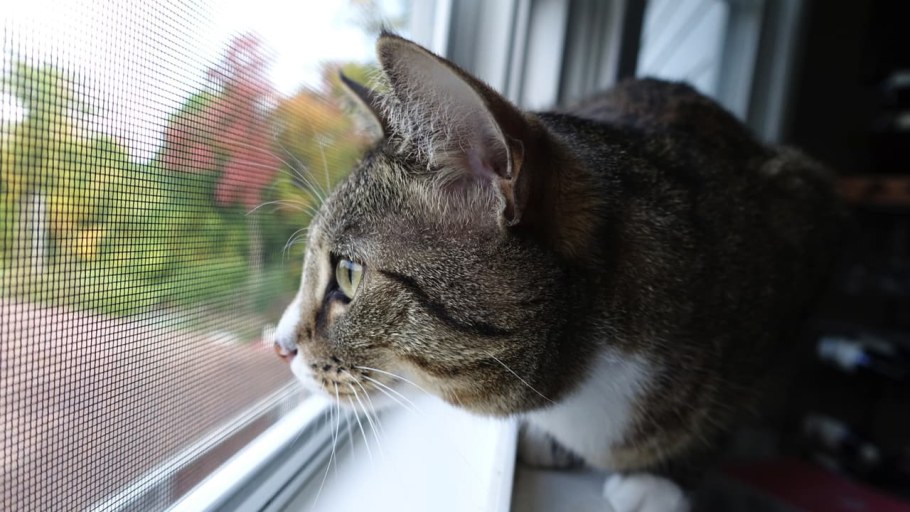 Москитные сетки антикошка